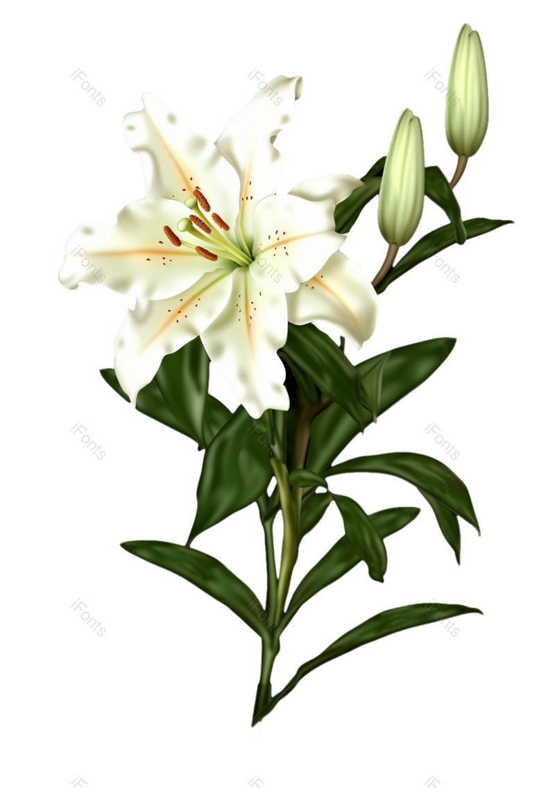 叶子图片,清新元素,户外PNG,百合花免抠素材